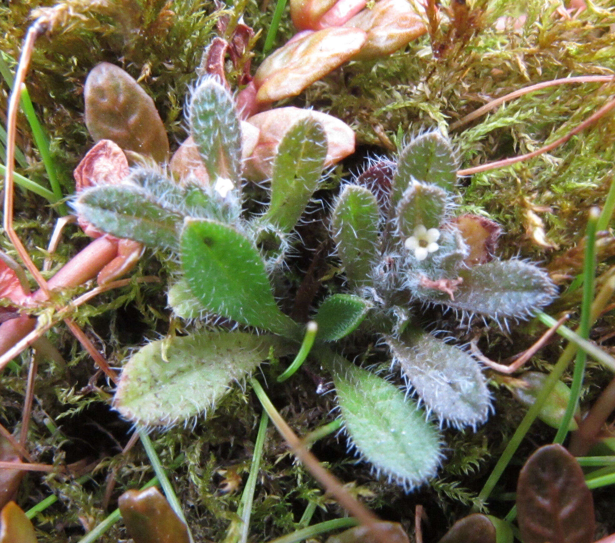 Image de Myosotis brevis de Lange & Barkla