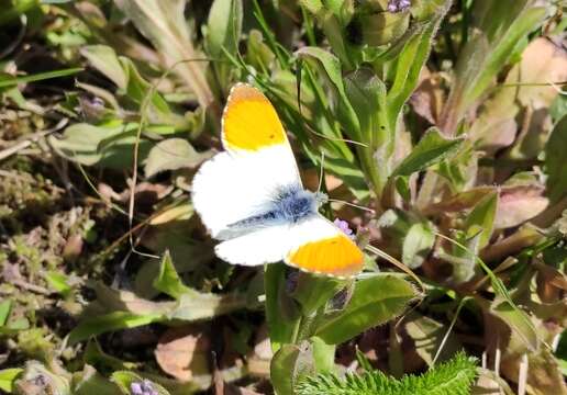 Image of orange tip