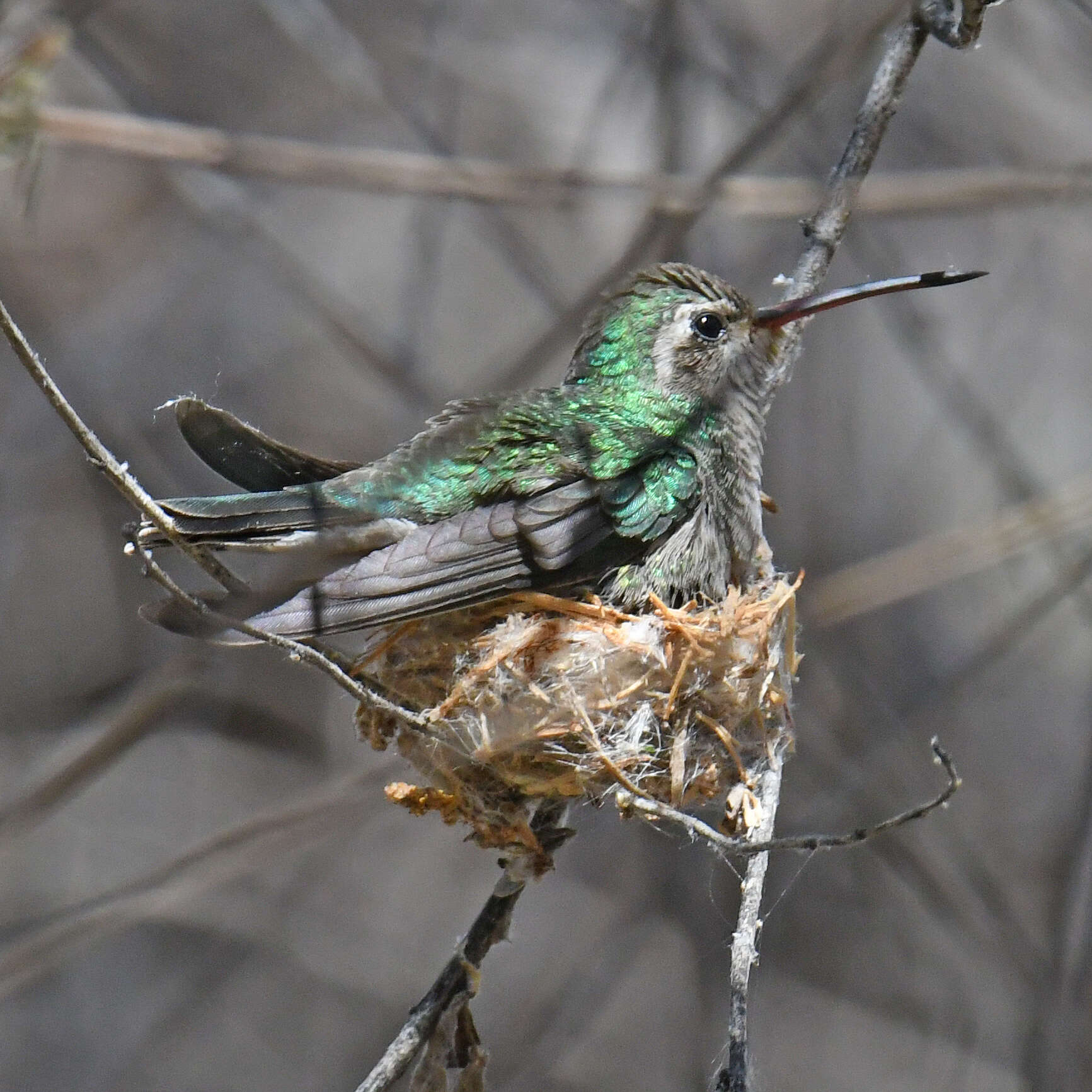 Image de Cynanthus Swainson 1827