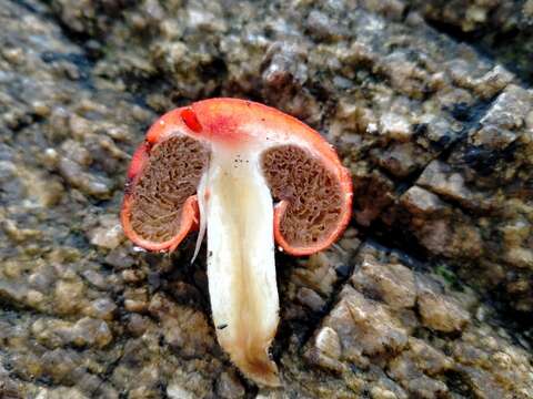 Image of Leratiomyces erythrocephalus (Tul. & C. Tul.) Beever & D. C. Park 2008