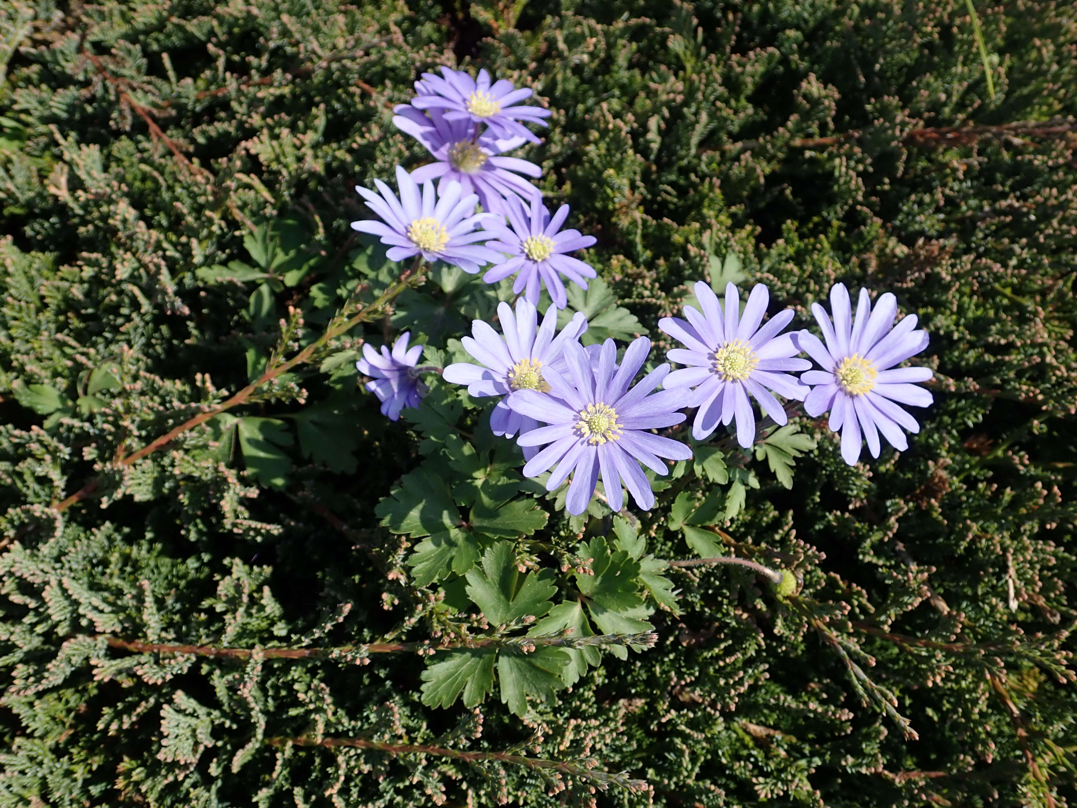 Image of Balkan Anemone