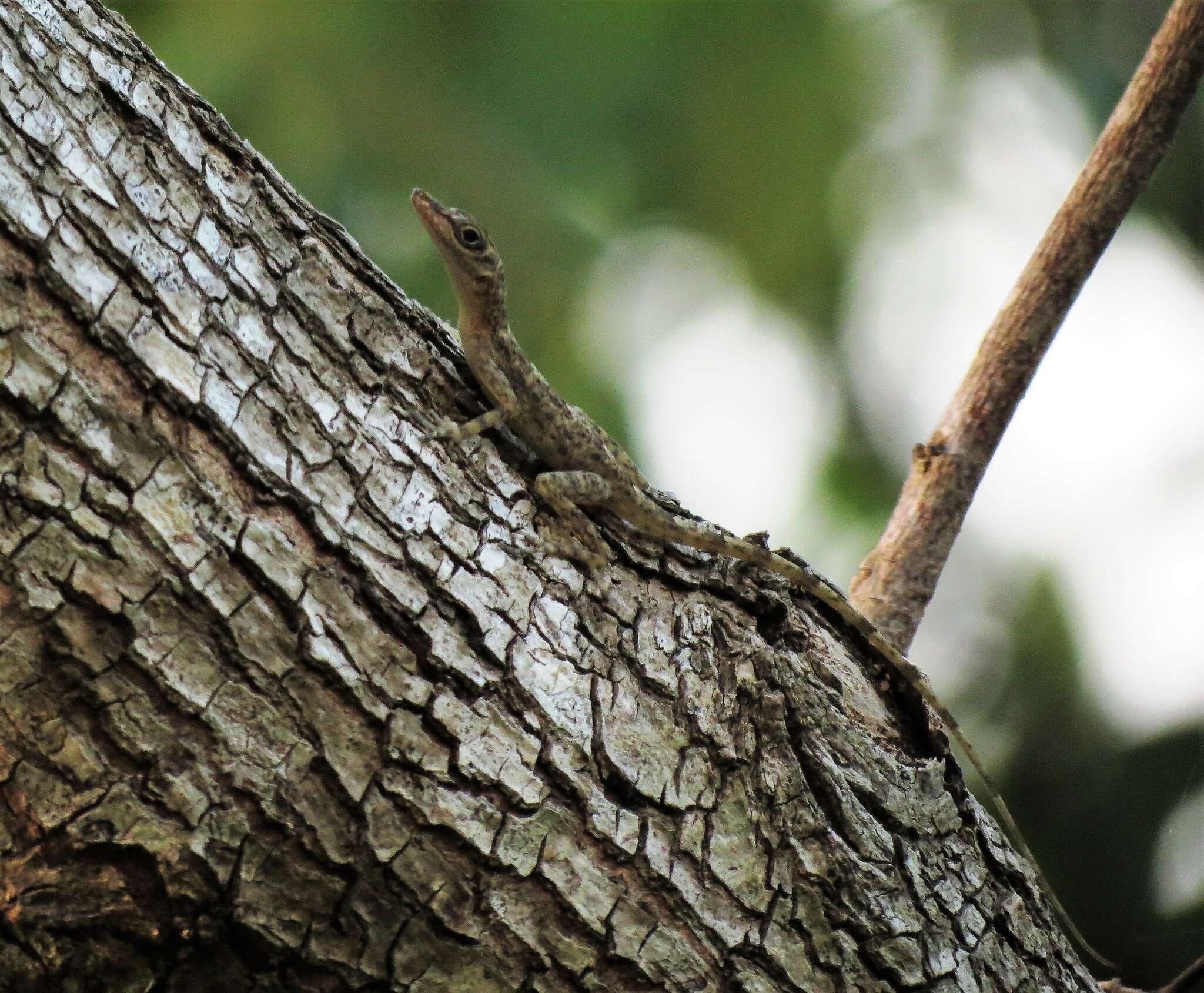 Image of Guantanamo  Anole