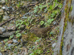 Image of Dark-rumped Rosefinch