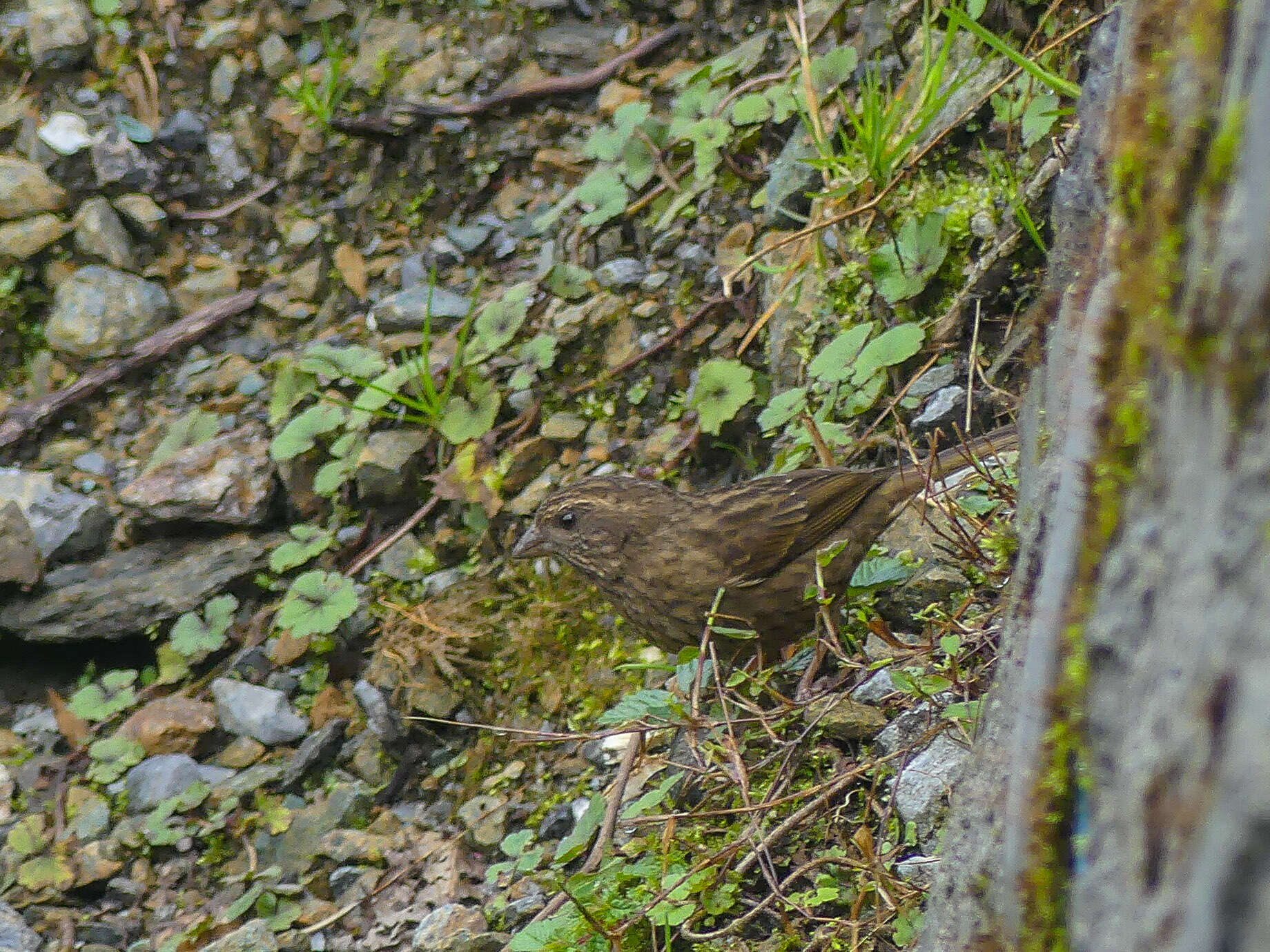 Слика од Carpodacus edwardsii Verreaux & J 1871