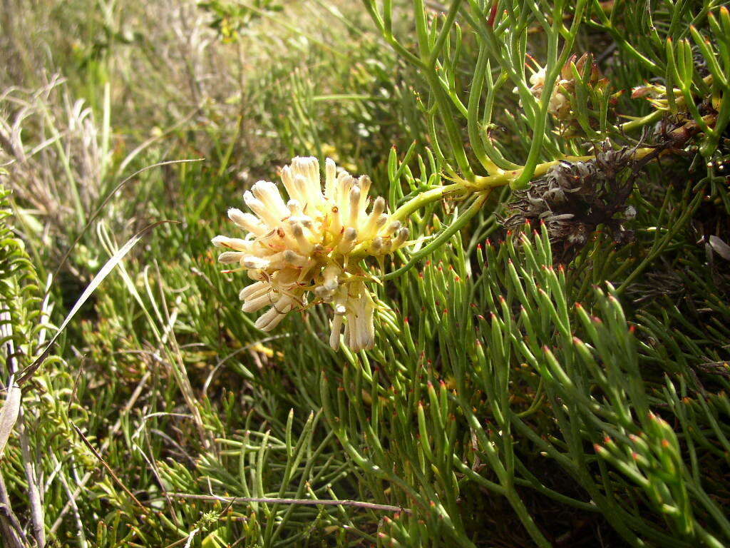 Image of Serruria collina Salisb. ex Knight