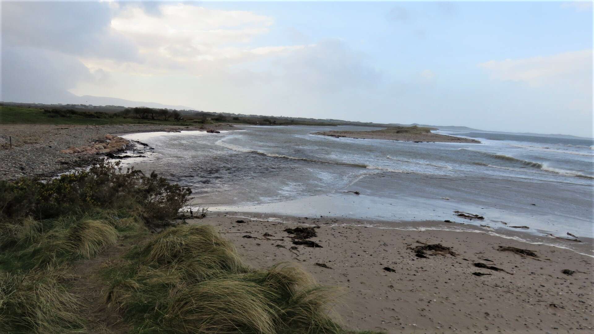 Image of European beachgrass