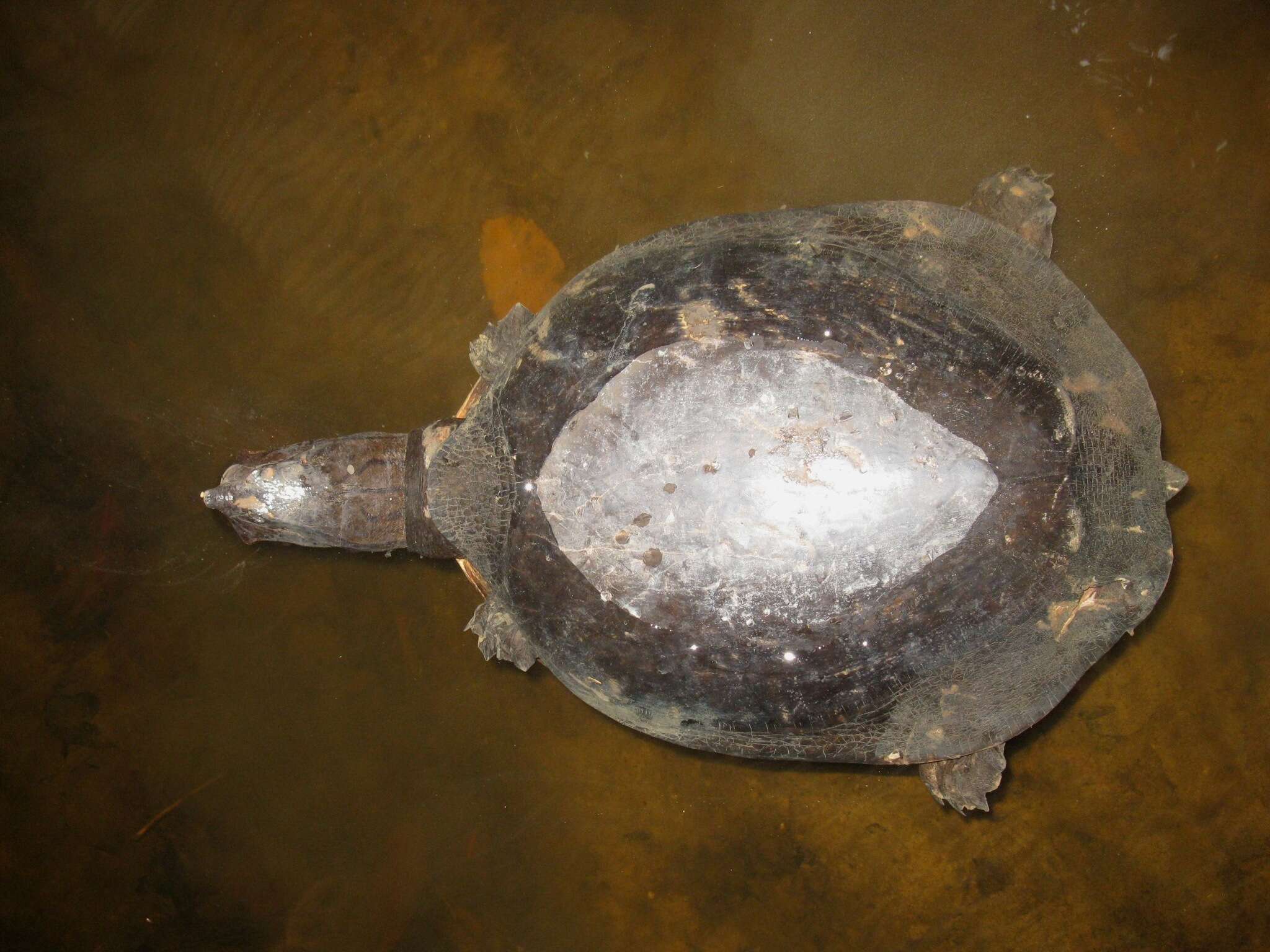 Image of Aubry’s Soft-shelled Turtle