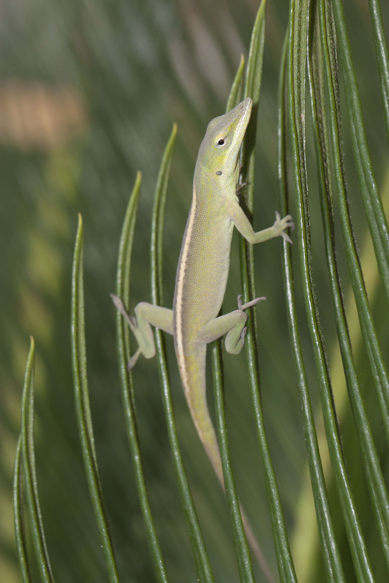 Image of Cuban green anole