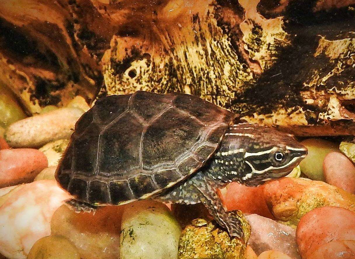 Image of Common Musk Turtle