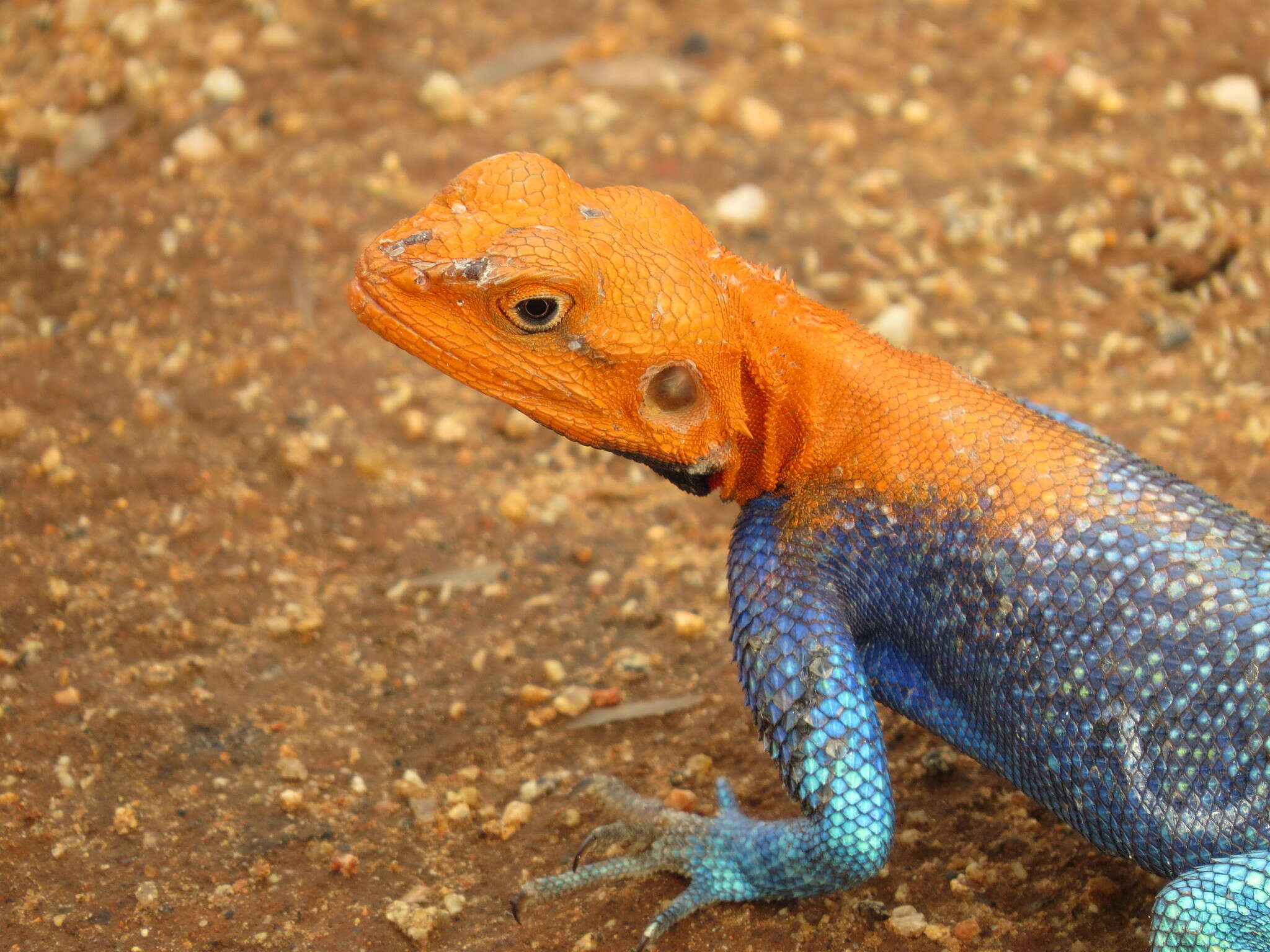 صورة Agama lionotus Boulenger 1896