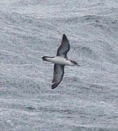 Image of Boyd's Shearwater