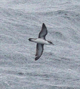 Image of Boyd's Shearwater