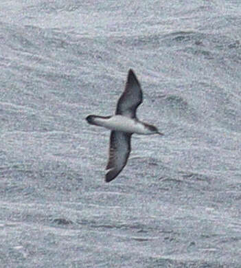 Image of Boyd's Shearwater