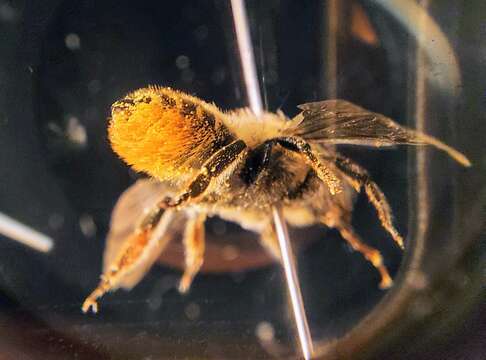 Image of Megachile leaf-cutter bee