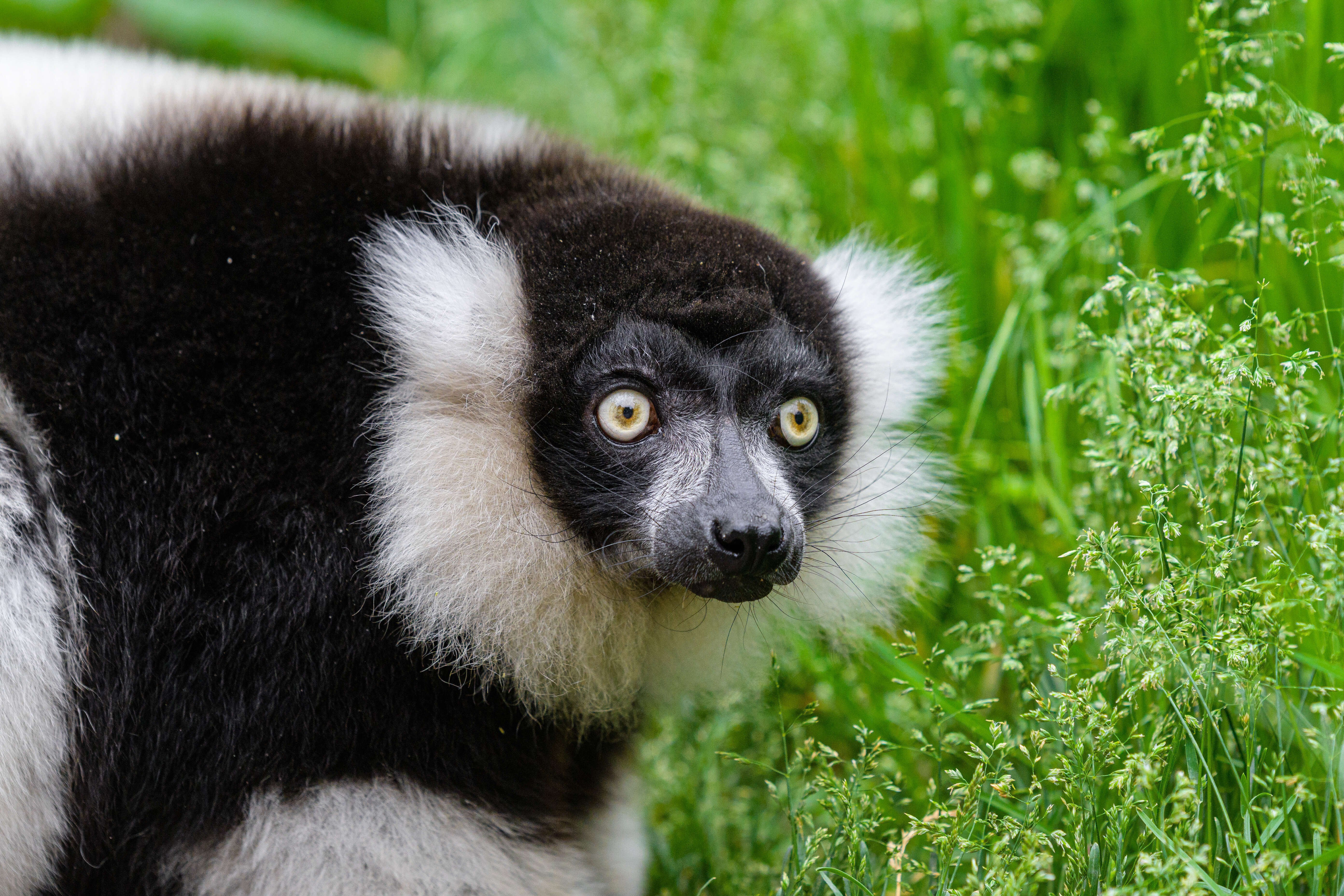 Image of Ruffed lemur