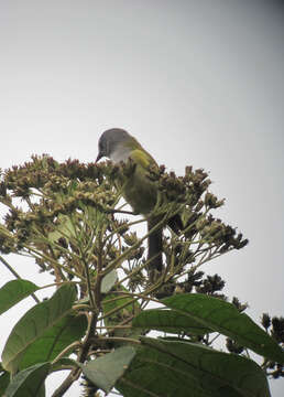 Image of Capped Conebill