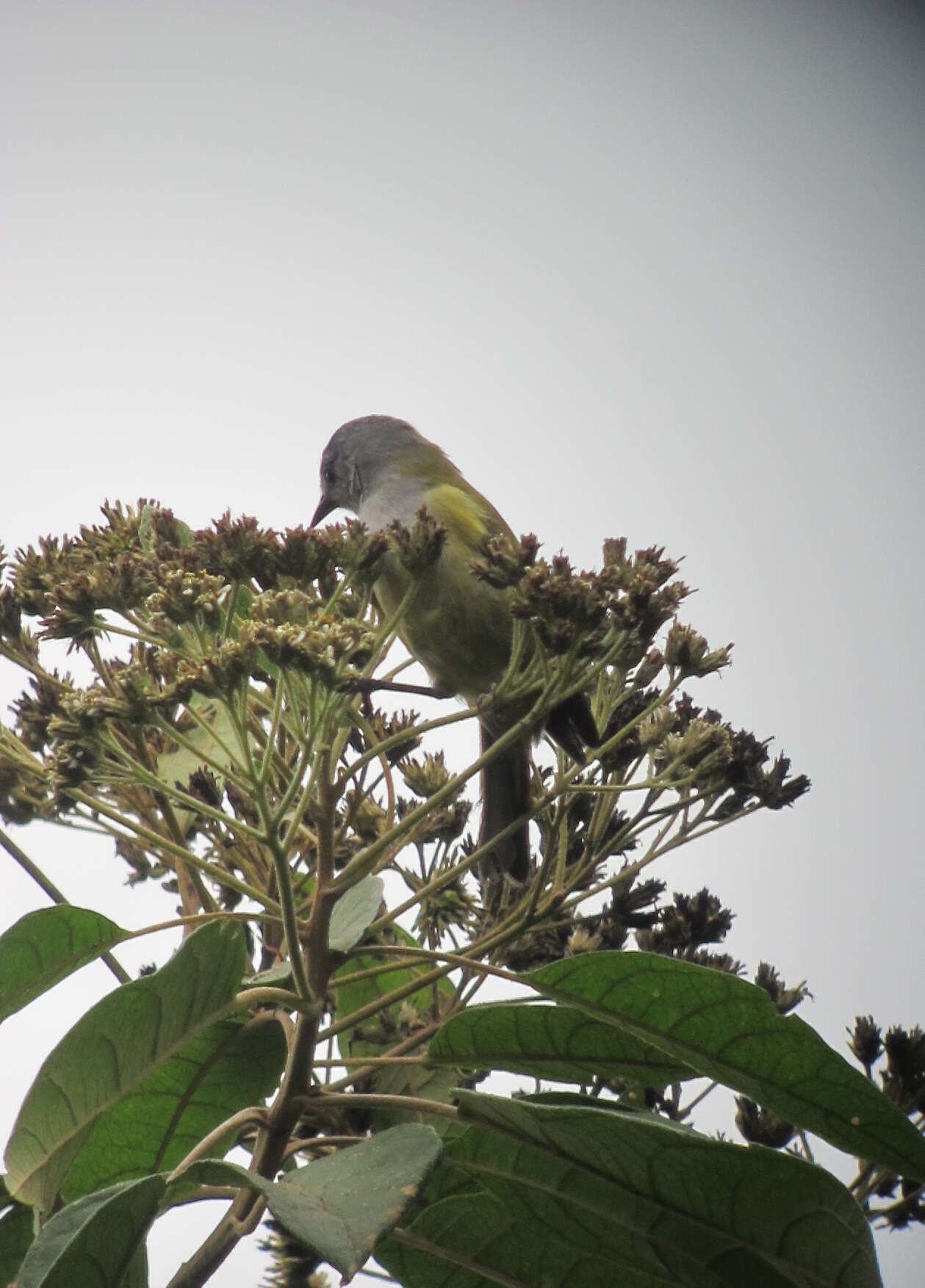 Image of Capped Conebill