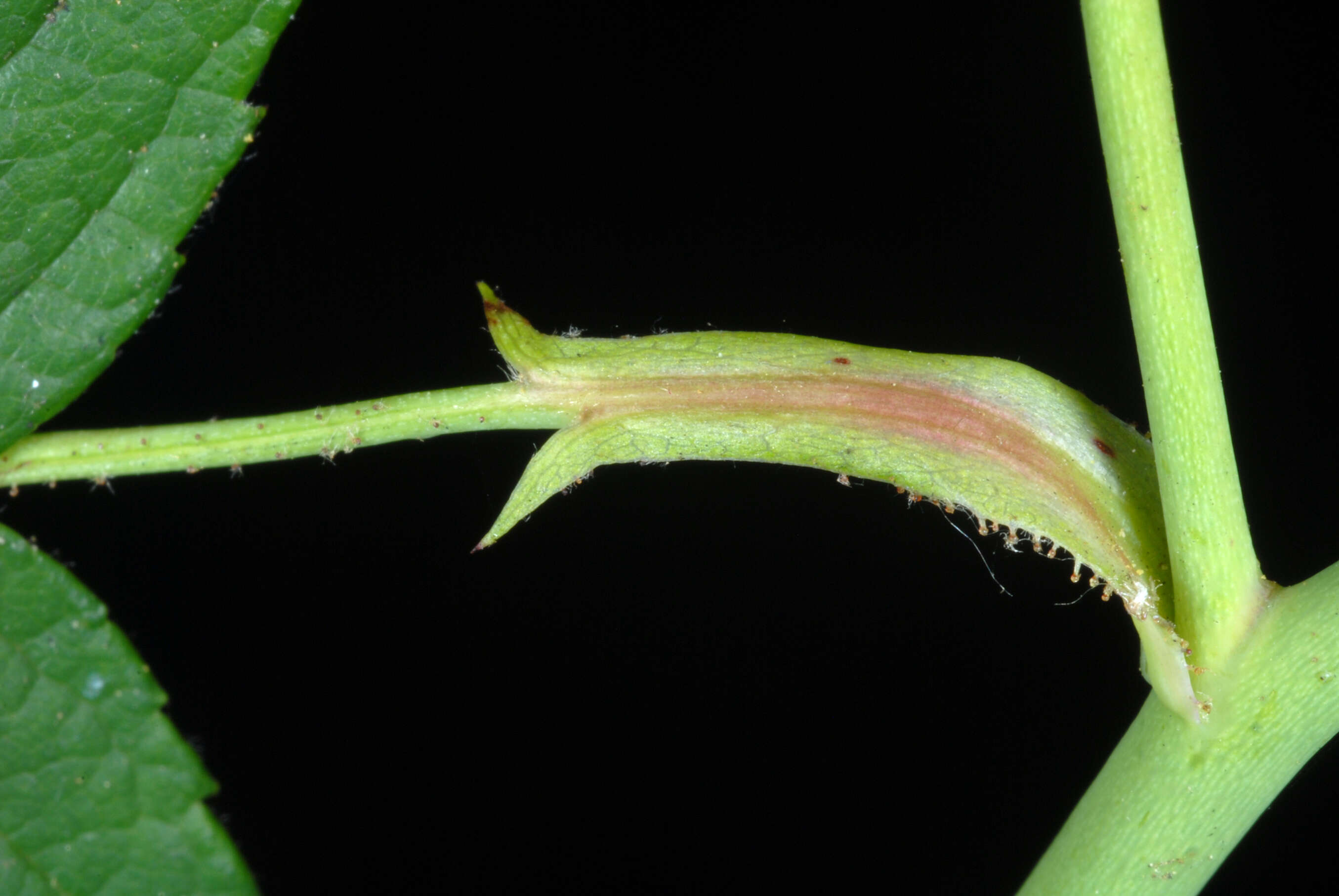 Image of climbing rose