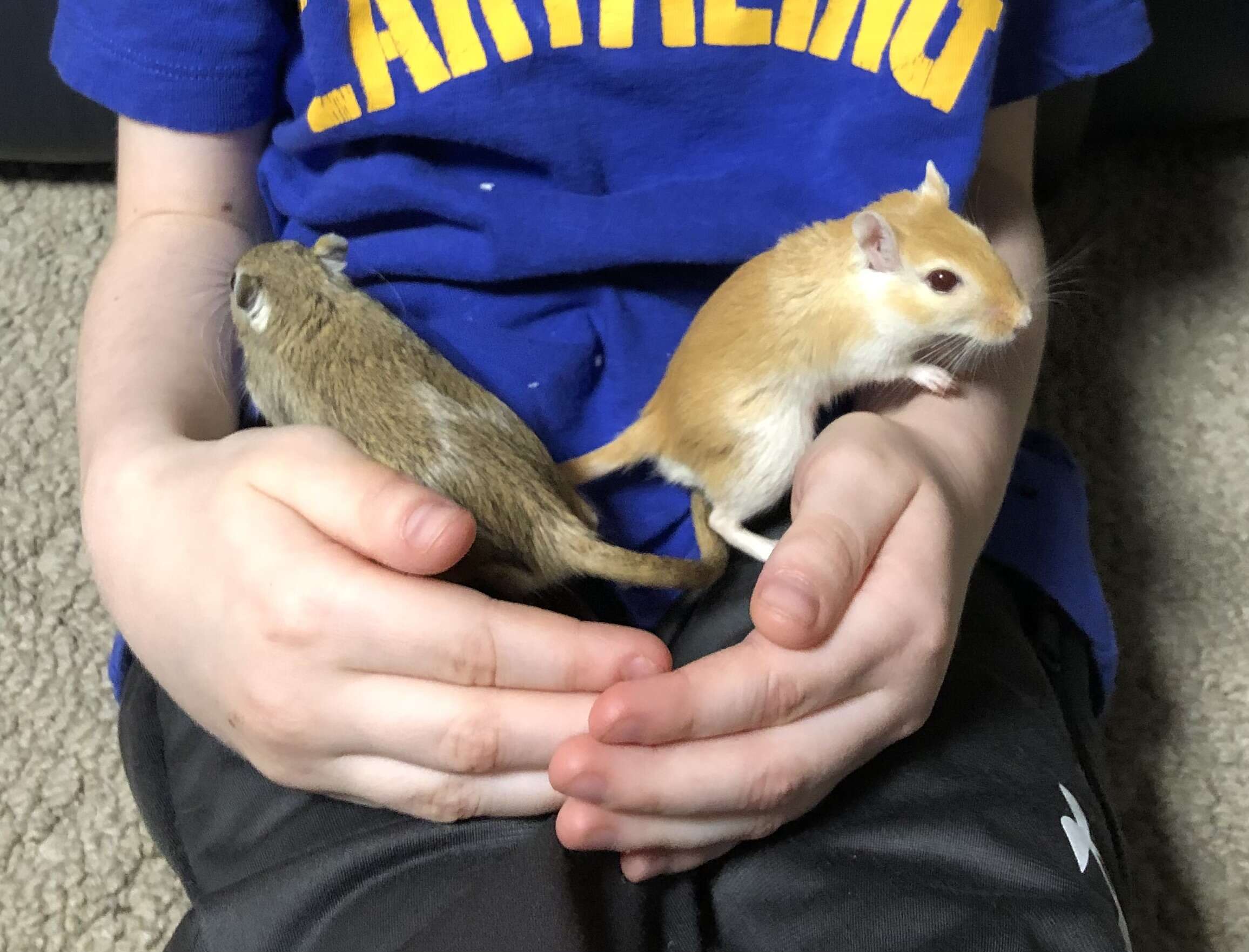 Image of gerbils, jirds, and relatives