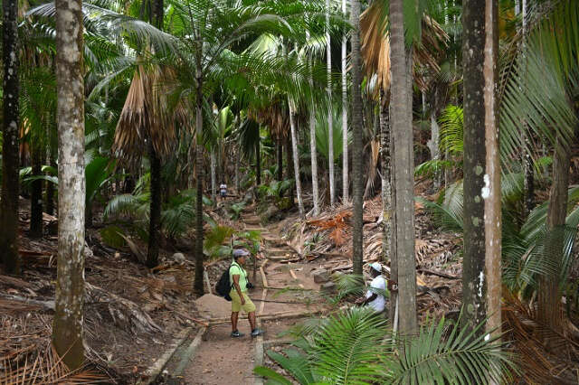 Sivun Seychellienpalmut kuva