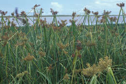 Image de Cyperus pennatiformis Kük.