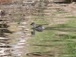 Imagem de Tachybaptus dominicus (Linnaeus 1766)