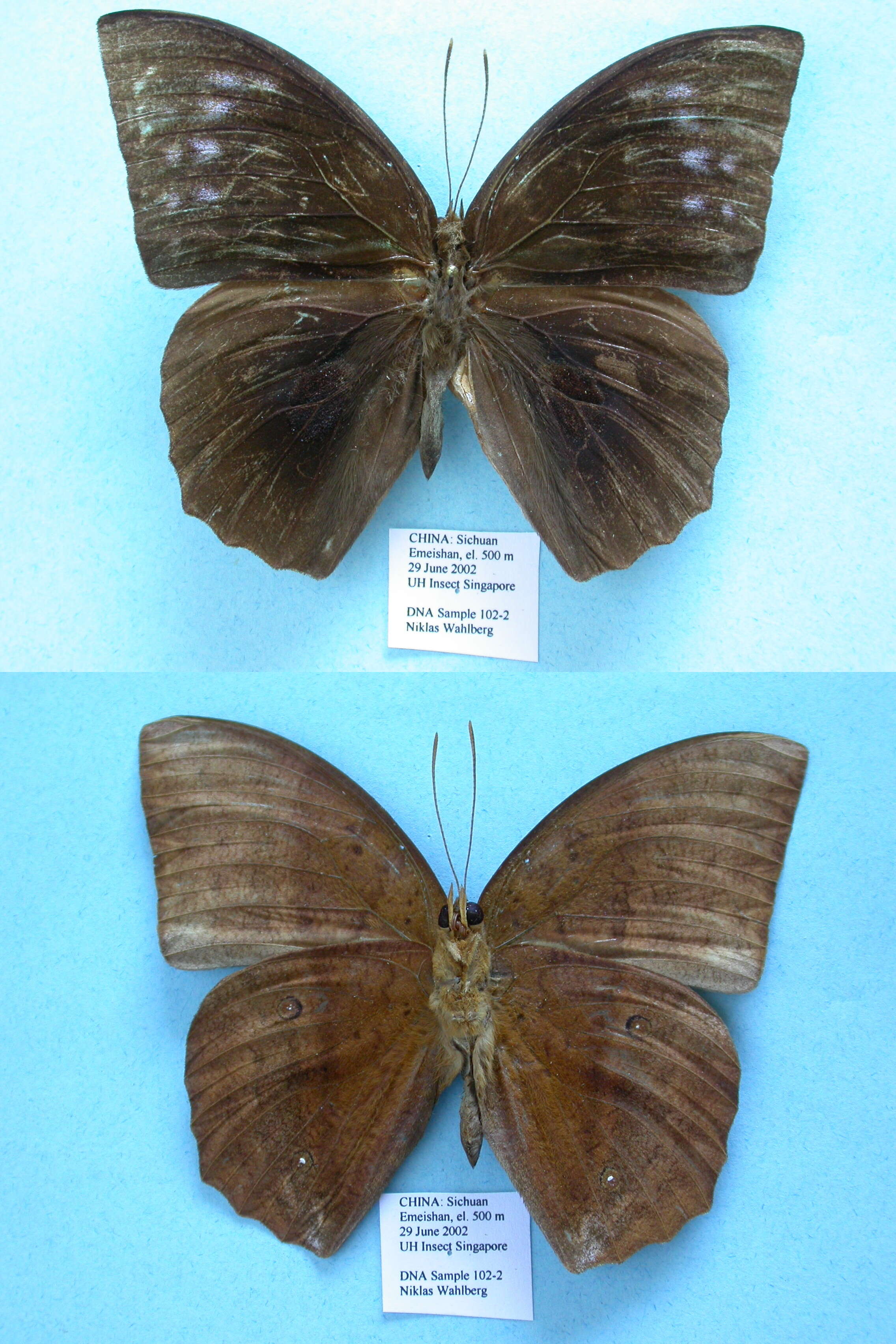 Слика од Discophora sondaica Boisduval 1836