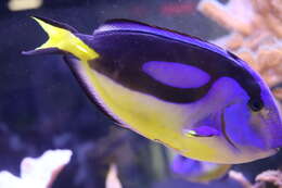 Image of Paracanthurus