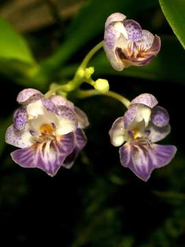 Image of Phalaenopsis appendiculata Carr