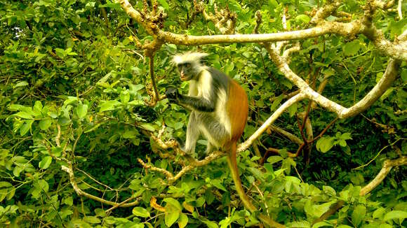 Image of Kirk's Red Colobus