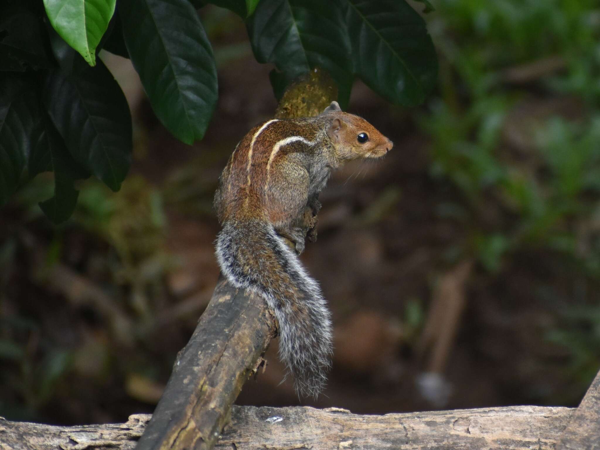 Sivun Funambulus tristriatus (Waterhouse 1837) kuva