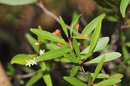 Image of Gymnosporia bachmannii Loes.