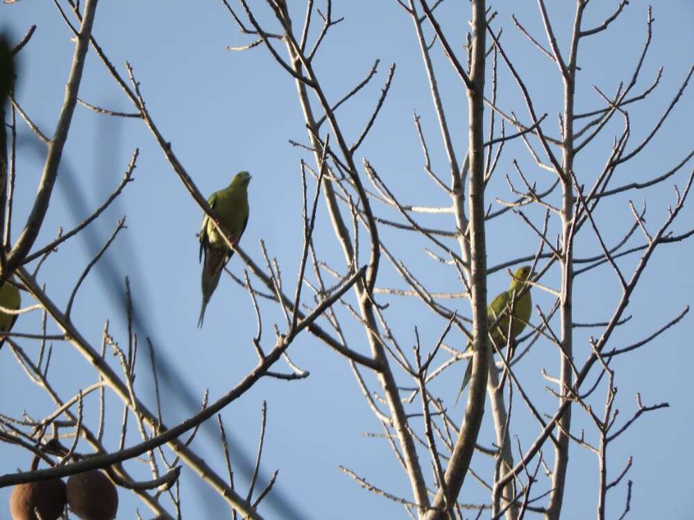 Image of Pin-tailed Green Pigeon