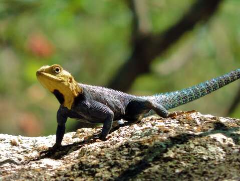 Image of Kirk's Rock Agama