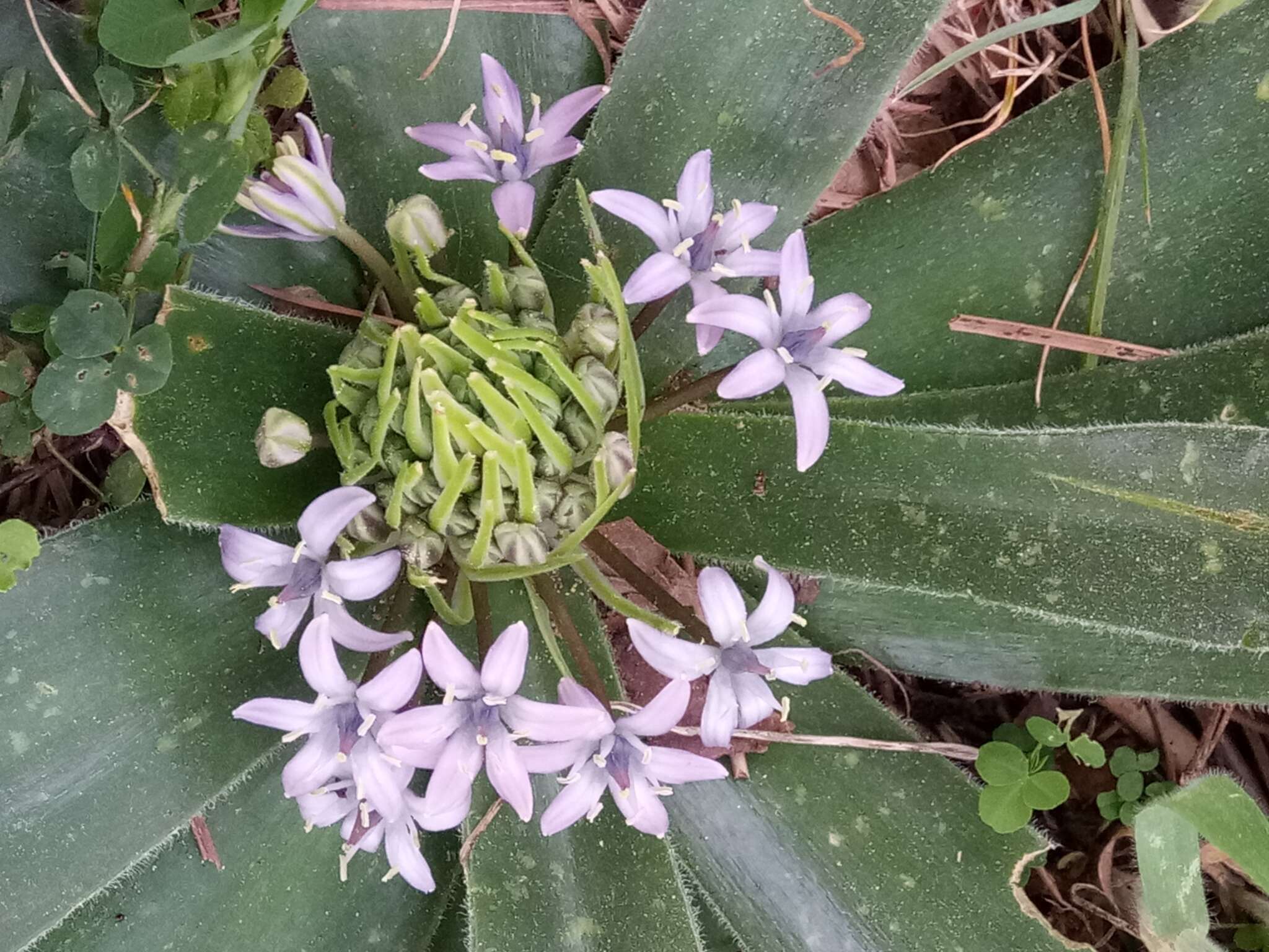 Image of Portuguese Squill