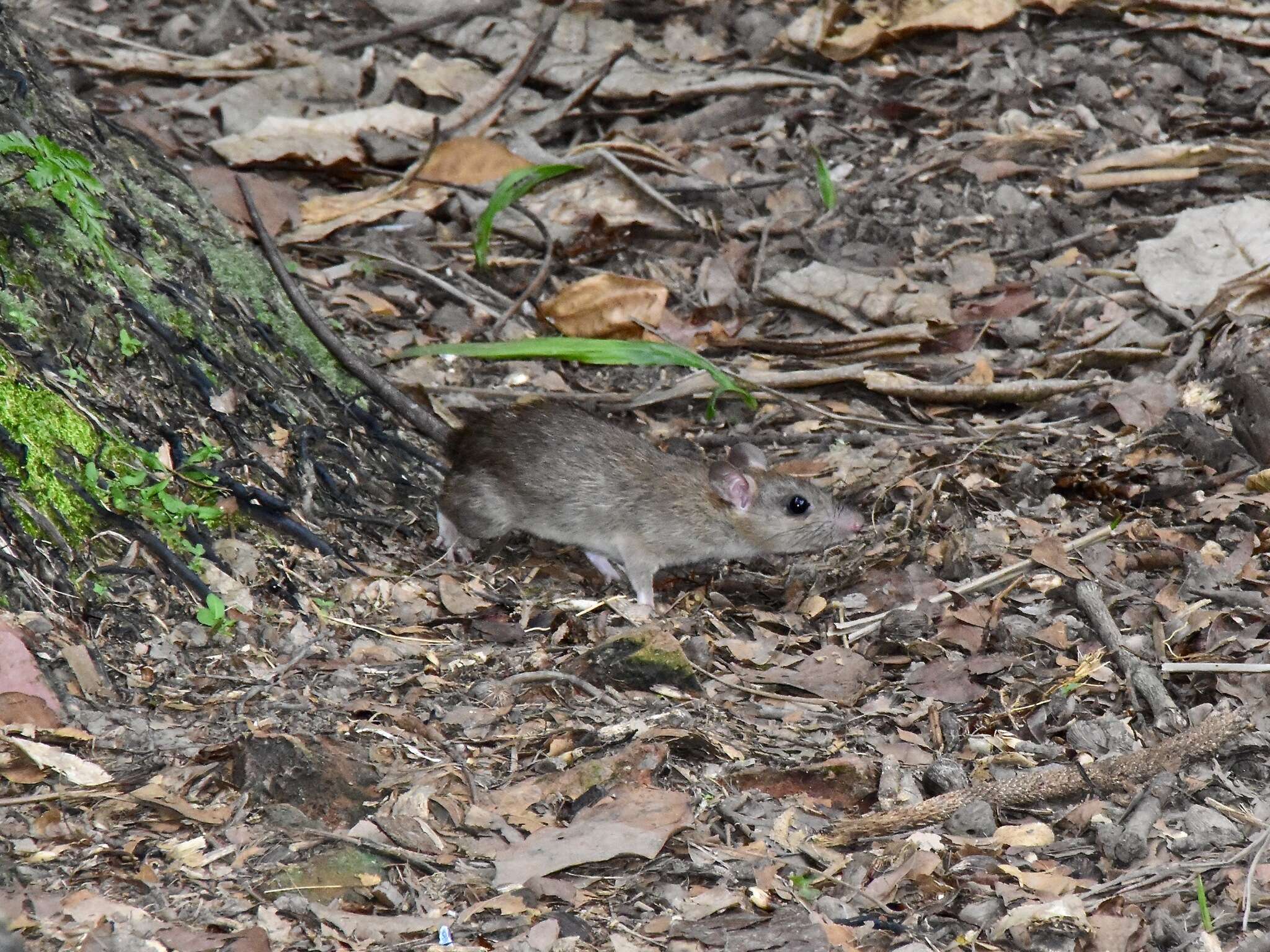 Image of Oriental House Rat