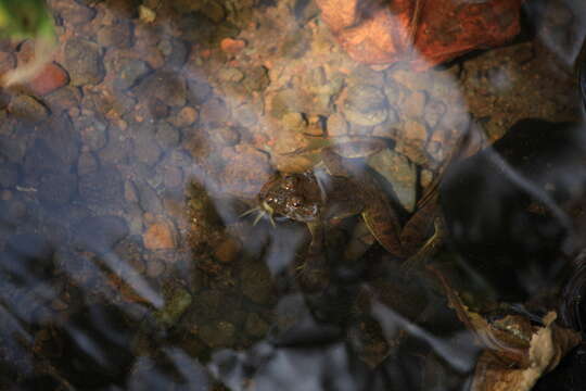 Image of Indian Skipper Frog