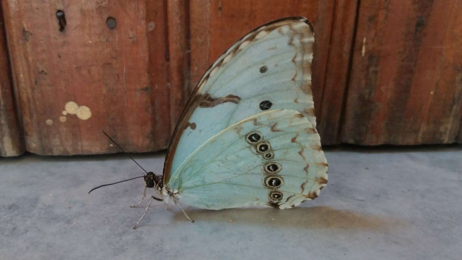 Imagem de Morpho epistrophus