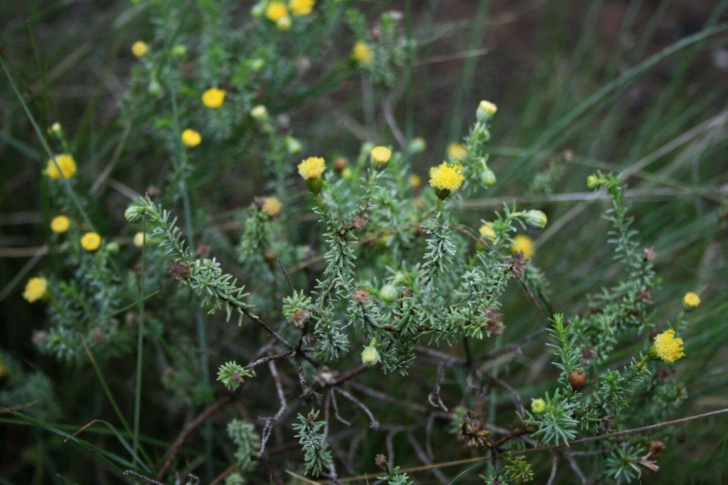 Слика од Chrysocoma ciliata L.