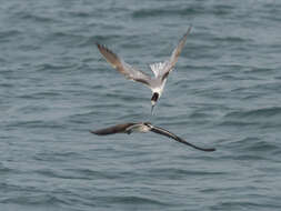 Image of Bridled Tern