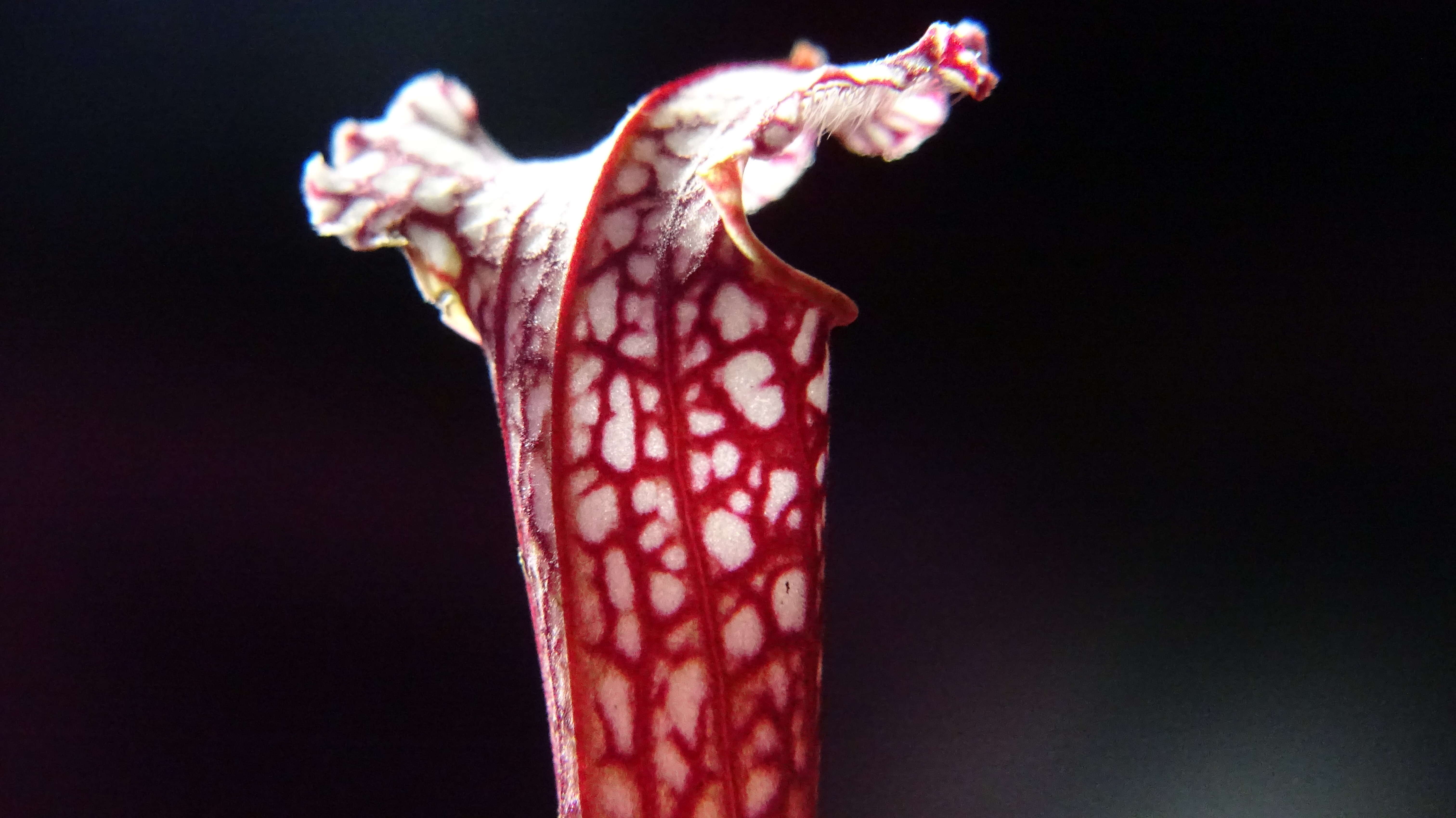 Image of crimson pitcherplant