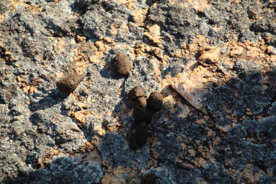 Image of Black-flanked Rock Wallaby