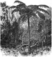 Image of Cyatheales