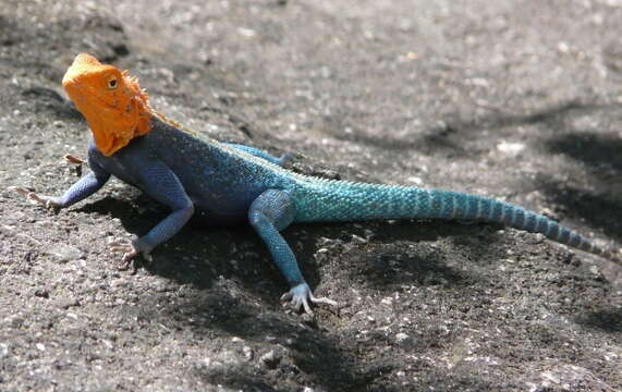 Image of Kirk's Rock Agama