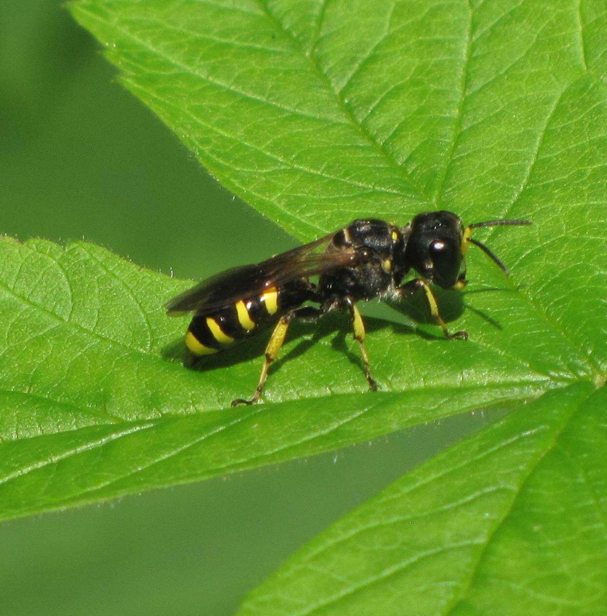 Image of Ectemnius cephalotes (Olivier 1792)