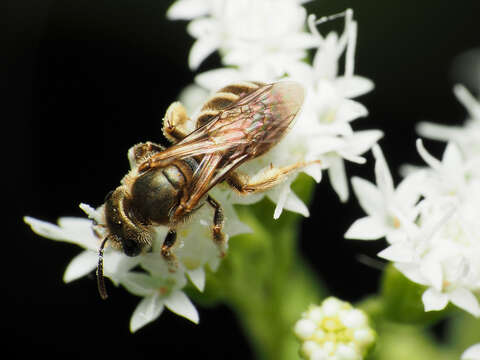 Image of Halictus confusus Smith 1853