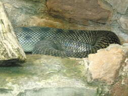 Image of Amethystine or scrub python