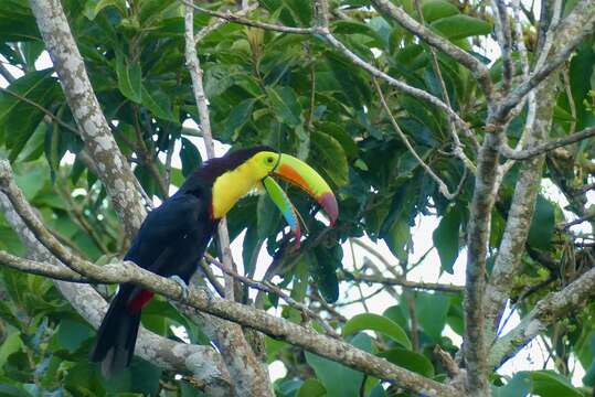 Image of Keel-billed Toucan