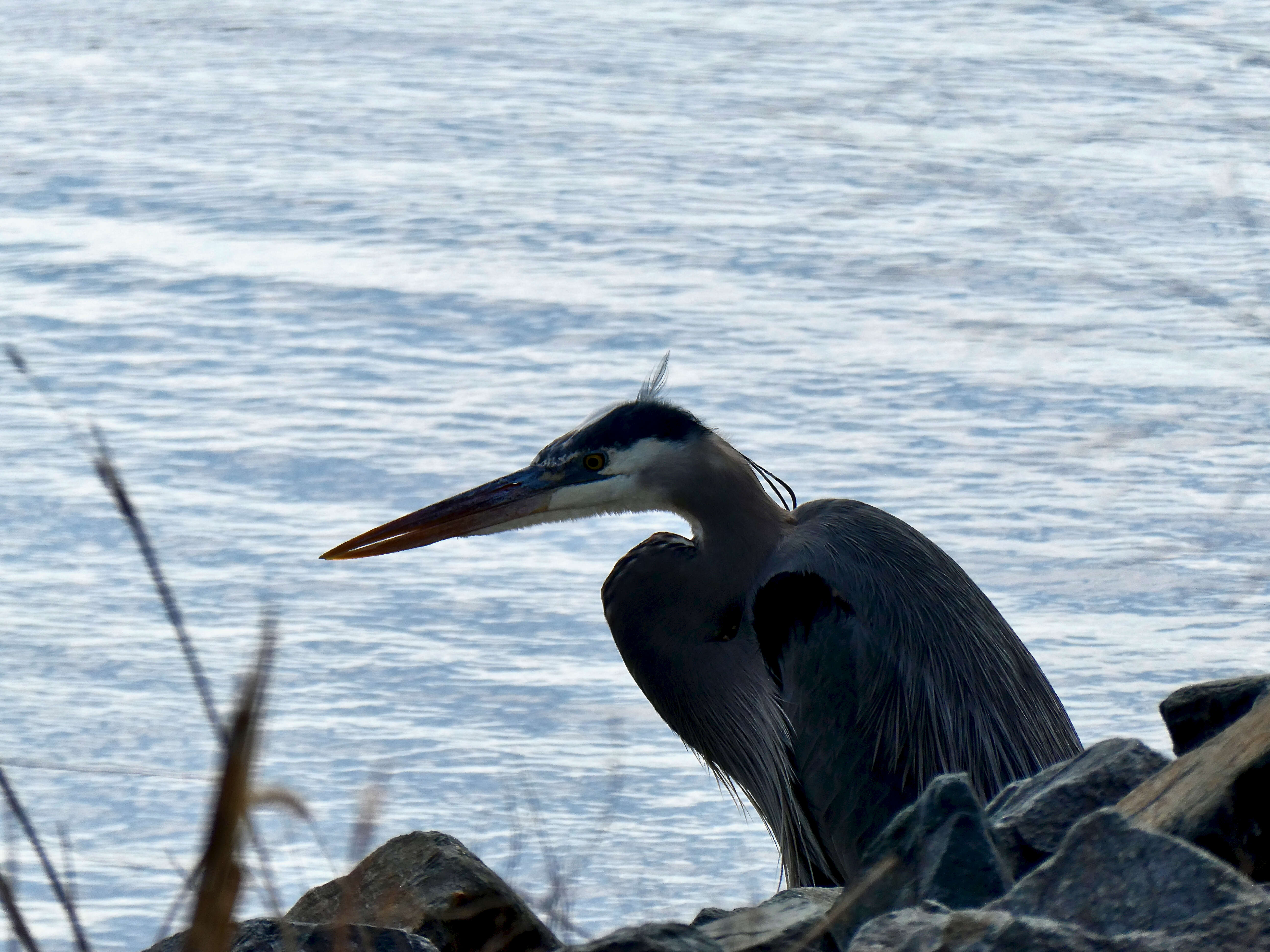 Image of Great Blue Heron