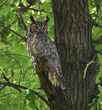 Image of Great Horned Owl